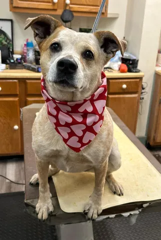 Dog in a red heart bandana on the grooming table