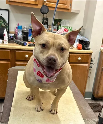 Smiling tan dog in a pink bandana on the grooming table