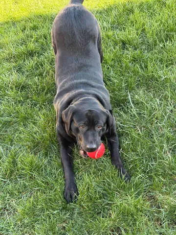 Chichy, a black dog, playing with a red ball on the grass