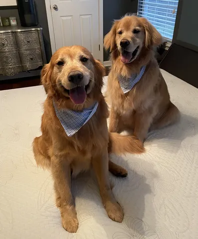 Two golden retrievers with blue bandanas after grooming