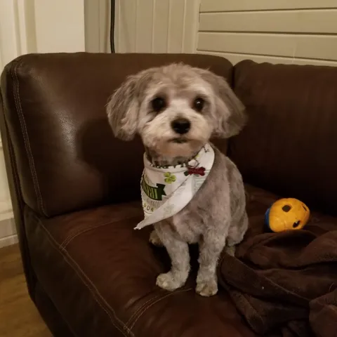 Small gray dog with a bandana sitting on a leather couch