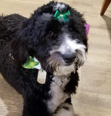 Black and white doodle with a green bow