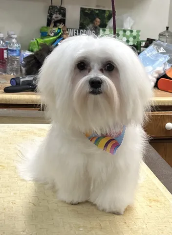 White fluffy dog with a rainbow bandana on the grooming table