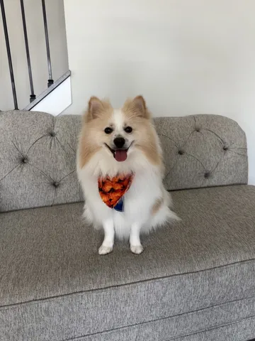 Pomeranian with an orange bandana sitting on a couch