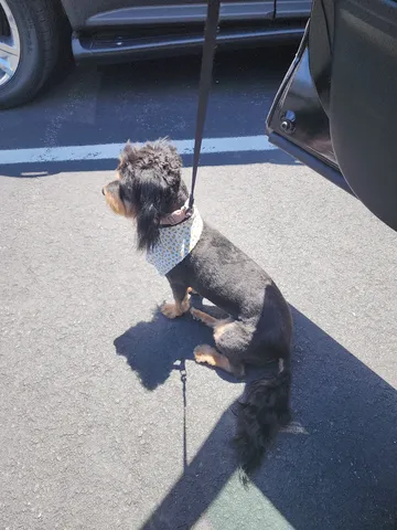 Suki after her groom, short neat cut with a bandana