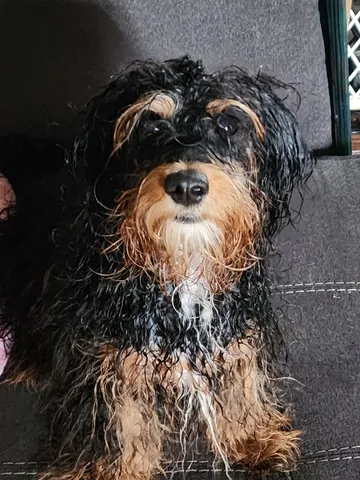 Suki before her groom, shaggy and hair over her eyes