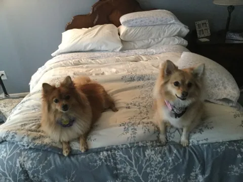 Two Pomeranians resting on a bed after their groom