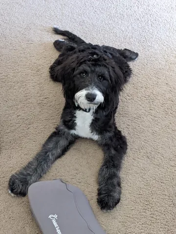 Black and white doodle lying on carpet after grooming