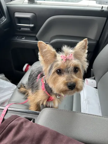 Six-month-old Yorkie with a pink bow after her first groom